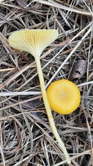Gloioxanthomyces