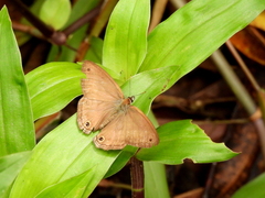 Cissia