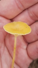 Gloioxanthomyces