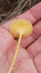 Gloioxanthomyces