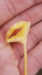Gloioxanthomyces