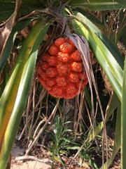 Pandanus odorifer