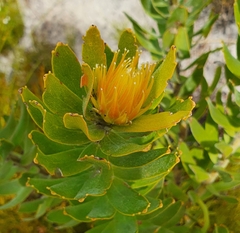 Leucospermum oleifolium