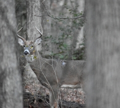 Odocoileus virginianus macrourus