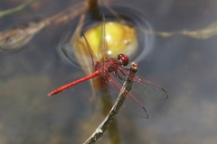 Dythemis rufinervis