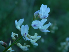 Astragalus cusickii