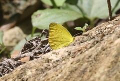 Pyrisitia dina