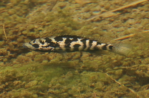Cubaanse cichlide (Nandopsis tetracanthus) — Cichlidae — 2