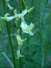Astragalus sheldonii