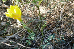 Sternbergia lutea