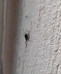 Evania appendigaster