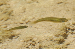 Gambusia punctata