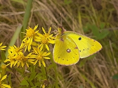 Colias hyale