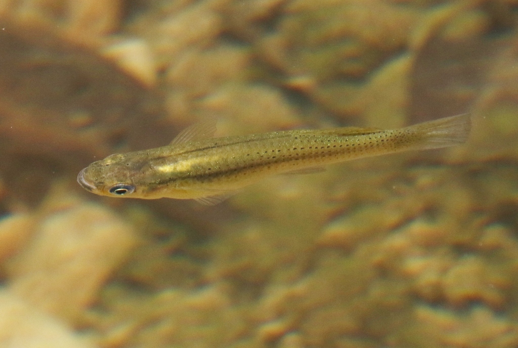 Cuban Gambusia (Gambusia punctata) — Poeciliidae