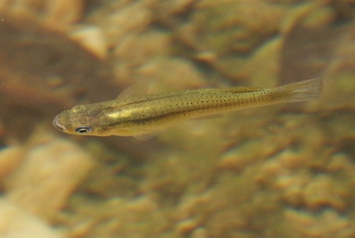 Cuban Gambusia (Gambusia punctata) — Poeciliidae