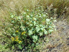 Xanthium orientale riparium