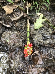 Arisaema triphyllum