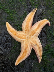 Asterias amurensis