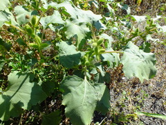 Xanthium orientale riparium