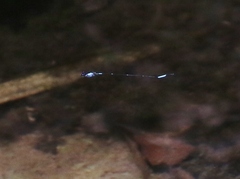 Protoneura capillaris