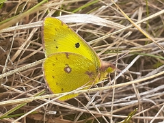 Colias hyale