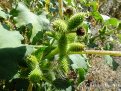 Xanthium orientale riparium