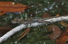 Anolis vermiculatus