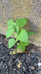 Galinsoga parviflora