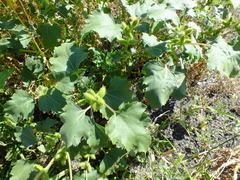 Xanthium orientale riparium