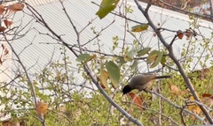 Pycnonotus nigricans