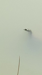 Apalone spinifera emoryi