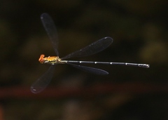 Neoneura carnatica