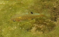 Girardinus microdactylus