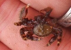 Acantholithodes hispidus