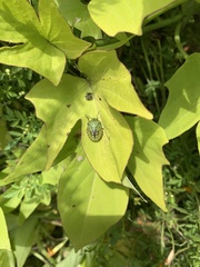Nezara viridula