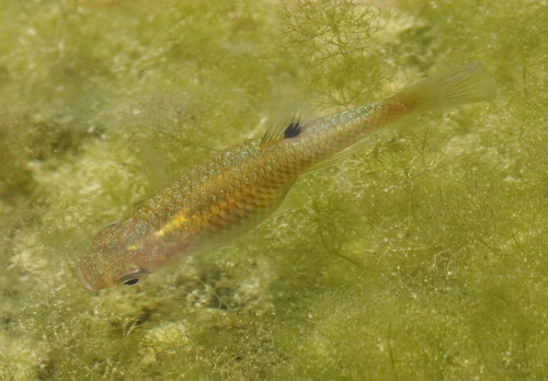 Smallfinger Topminnow (Girardinus microdactylus) — Poeciliidae