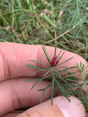Euphorbia cyparissias