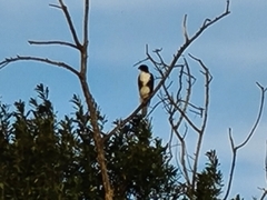 Accipiter melanoleucus