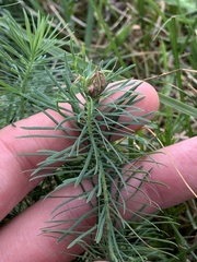 Euphorbia cyparissias