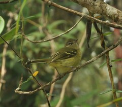Phylloscartes ventralis