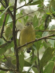 Phylloscartes ventralis