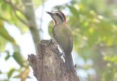 Xiphidiopicus percussus