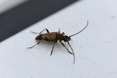 Lepturini