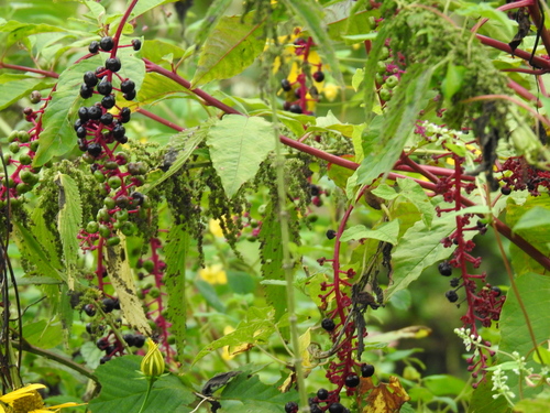 Phytolacca americana