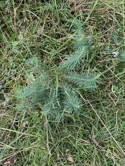 Euphorbia cyparissias