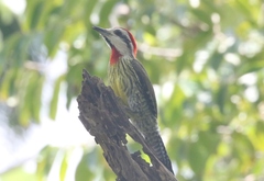 Xiphidiopicus percussus