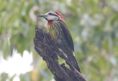 Xiphidiopicus percussus