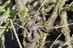 Elaphe quadrivirgata