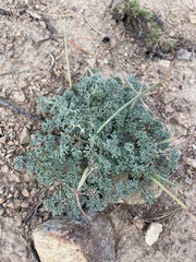 Lomatium cuspidatum