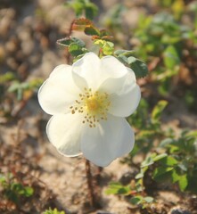 Rosa spinosissima